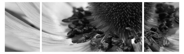 Obraz - Květina v černobílé (170x50 cm)