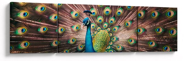 Obraz - Páv (170x50 cm)