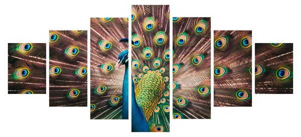 Obraz - Páv (210x100 cm)