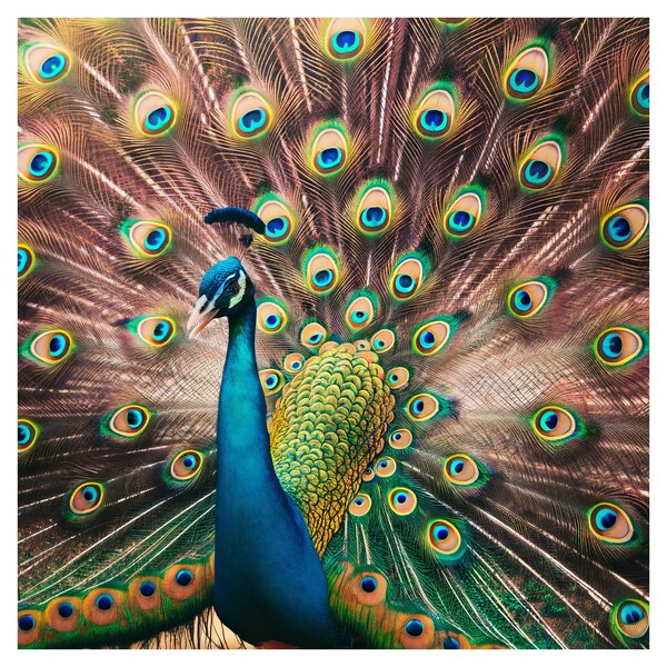Obraz - Páv (30x30 cm)