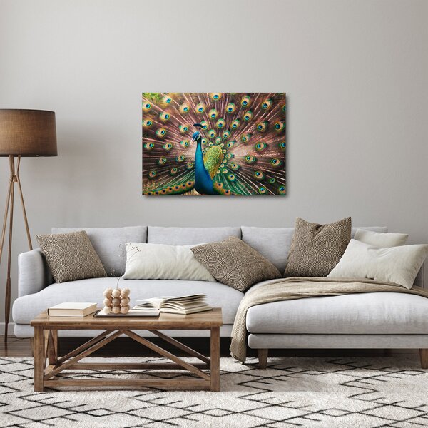 Obraz - Páv (70x50 cm)