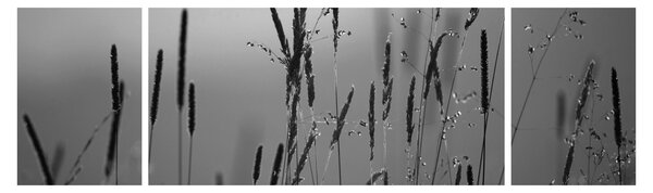 Obraz - Stébla trávy (170x50 cm)