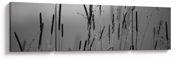 Obraz - Stébla trávy (170x50 cm)
