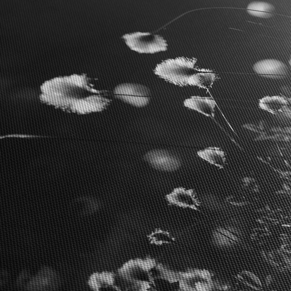 Obraz - Louka s cottongrass N⁰1 (70x50 cm)