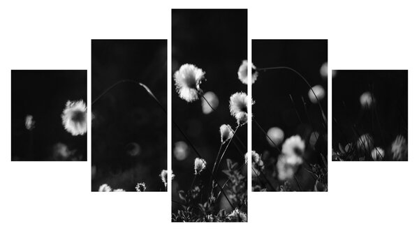 Obraz - Louka s cottongrass N⁰1 (125x70 cm)