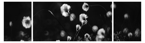 Obraz - Louka s cottongrass N⁰1 (170x50 cm)