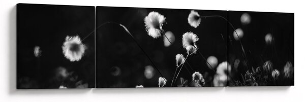 Obraz - Louka s cottongrass N⁰1 (170x50 cm)