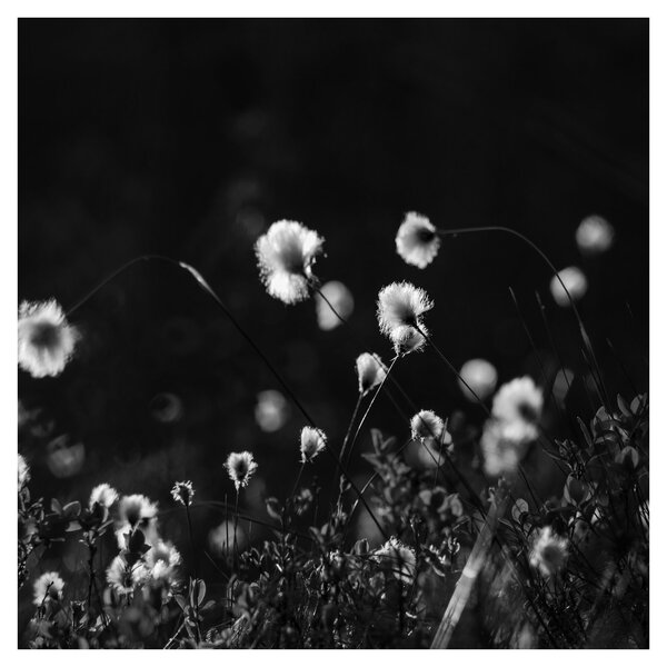 Obraz - Louka s cottongrass N⁰1 (30x30 cm)