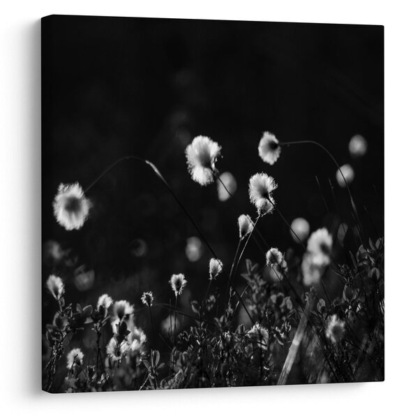 Obraz - Louka s cottongrass N⁰1 (30x30 cm)