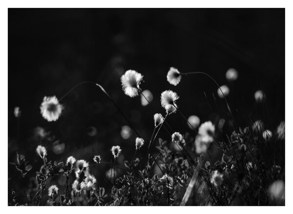 Obraz - Louka s cottongrass N⁰1 (70x50 cm)