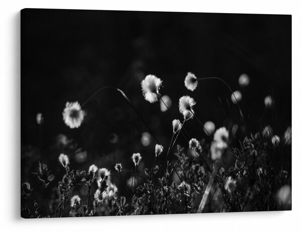 Obraz - Louka s cottongrass N⁰1 (70x50 cm)