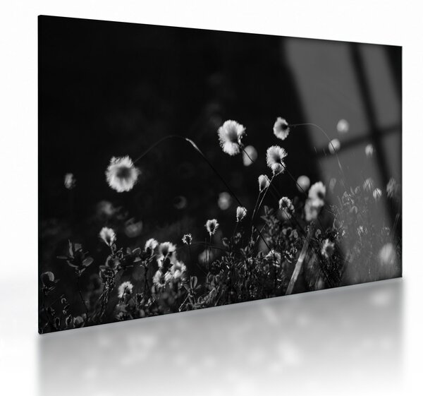 Skleněný obraz - Louka s cottongrass N⁰1 (70x50 cm)
