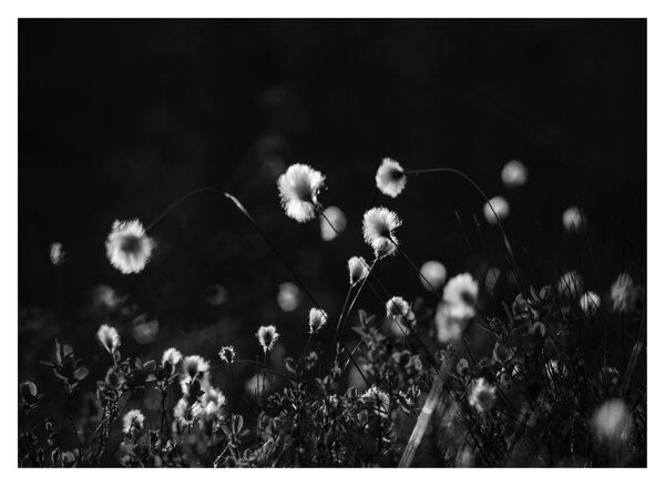Skleněný obraz - Louka s cottongrass N⁰1 (70x50 cm)