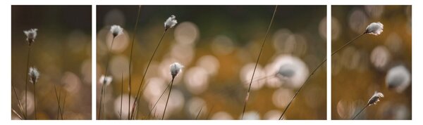 Obraz - Louka s cottongrass N⁰2 (170x50 cm)