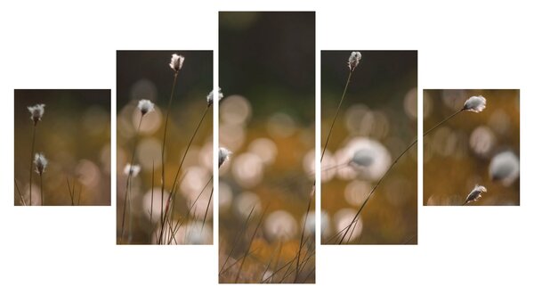 Obraz - Louka s cottongrass N⁰2 (125x70 cm)