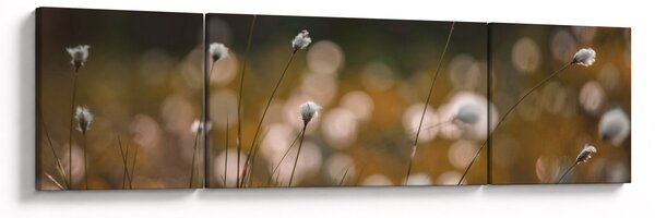 Obraz - Louka s cottongrass N⁰2 (170x50 cm)