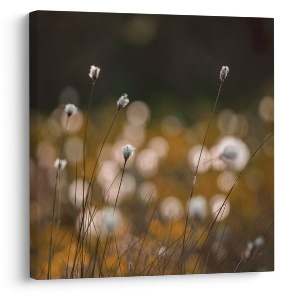 Obraz - Louka s cottongrass N⁰2 (30x30 cm)