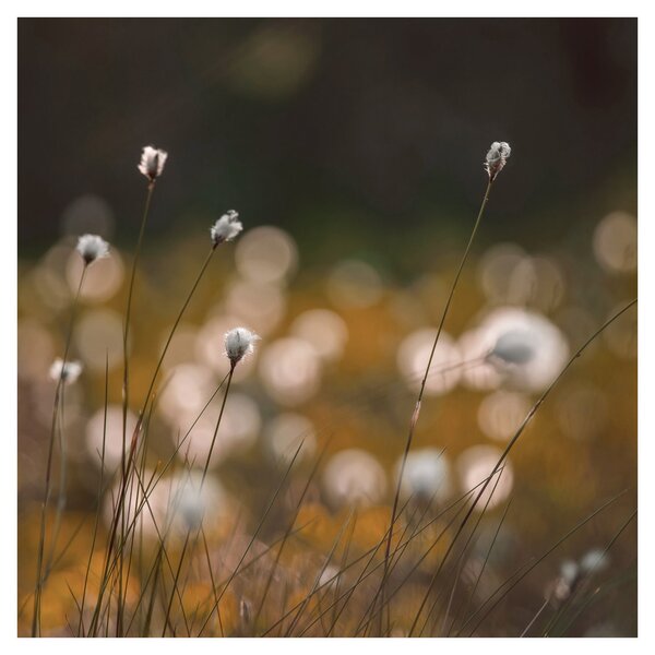Obraz - Louka s cottongrass N⁰2 (30x30 cm)