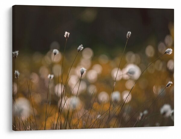 Obraz - Louka s cottongrass N⁰2 (70x50 cm)