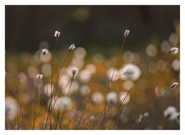 Obraz - Louka s cottongrass N⁰2 (70x50 cm)