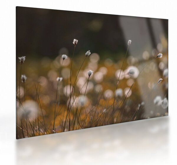 Skleněný obraz - Louka s cottongrass N⁰2 (70x50 cm)