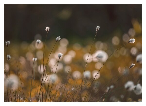 Skleněný obraz - Louka s cottongrass N⁰2 (70x50 cm)