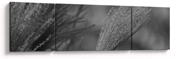 Obraz - Sušená pampová tráva (170x50 cm)