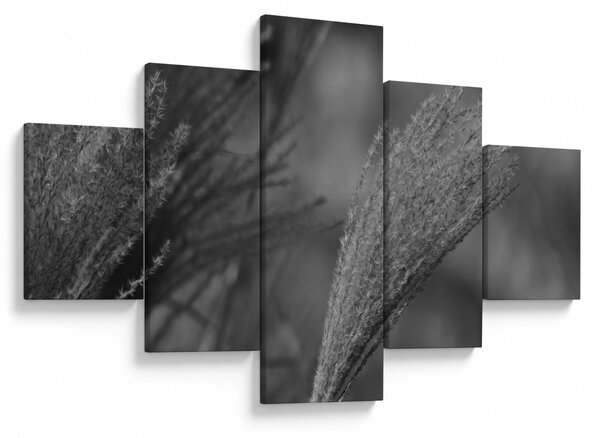 Obraz - Sušená pampová tráva (125x70 cm)
