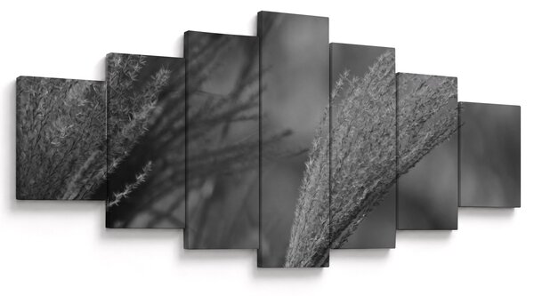 Obraz - Sušená pampová tráva (210x100 cm)