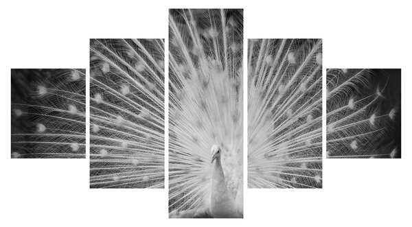 Obraz - Bílý páv (125x70 cm)