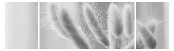 Obraz - Bunny tail grass (170x50 cm)