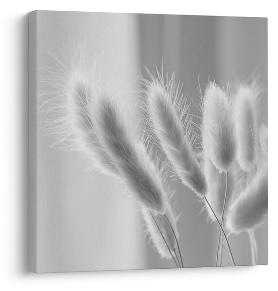 Obraz - Bunny tail grass (30x30 cm)