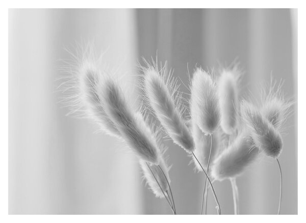 Skleněný obraz - Bunny tail grass (70x50 cm)