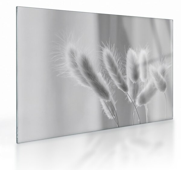 Skleněný obraz - Bunny tail grass (70x50 cm)