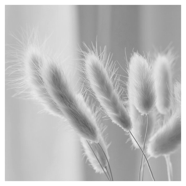 Obraz - Bunny tail grass (30x30 cm)