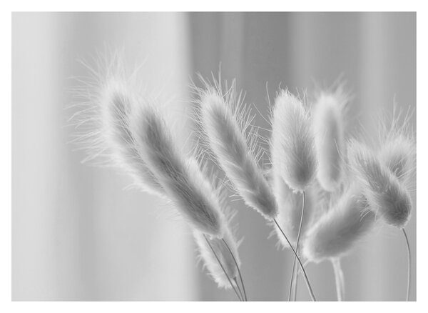 Obraz - Bunny tail grass (70x50 cm)