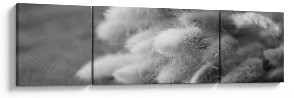 Obraz - Bunny tail grass na stole (170x50 cm)