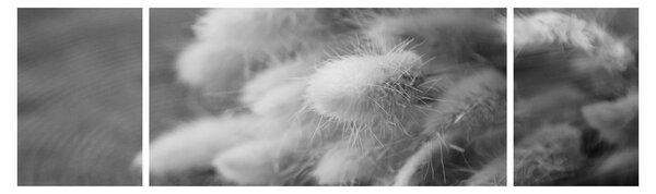 Obraz - Bunny tail grass na stole (170x50 cm)