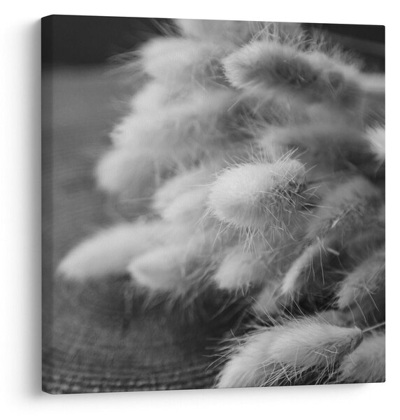 Obraz - Bunny tail grass na stole (30x30 cm)