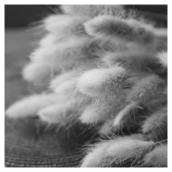 Obraz - Bunny tail grass na stole (30x30 cm)