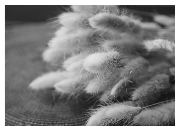Obraz - Bunny tail grass na stole (70x50 cm)
