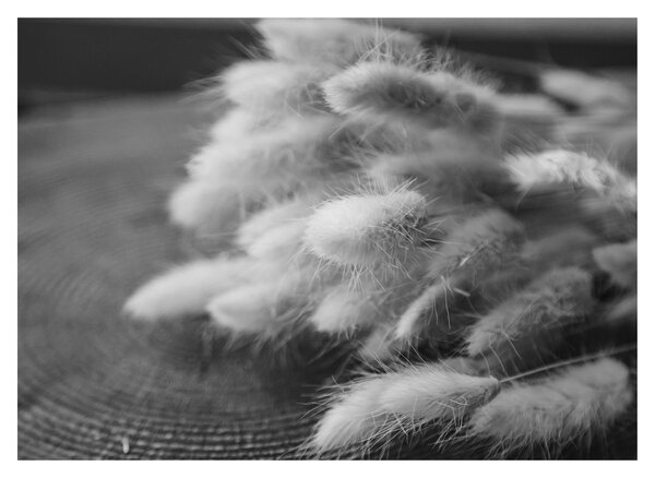 Skleněný obraz - Bunny tail grass na stole (70x50 cm)