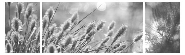 Obraz - Béžová soft grass N⁰1 (170x50 cm)