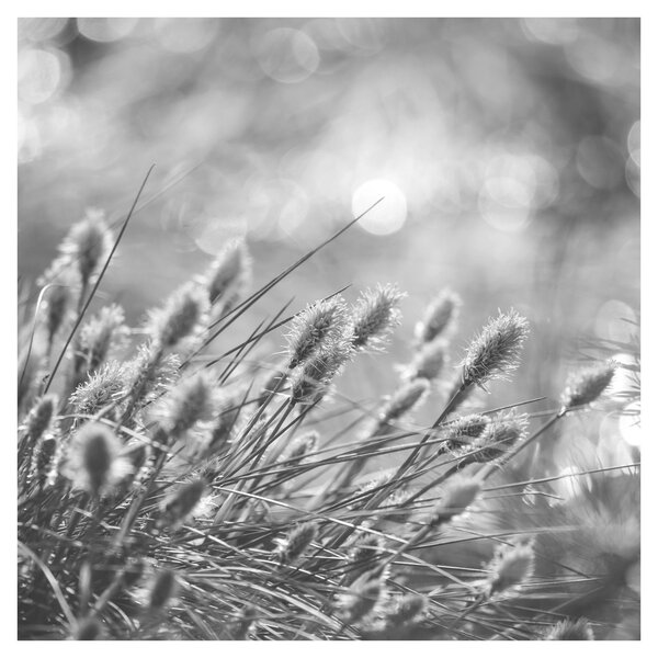 Obraz - Béžová soft grass N⁰1 (30x30 cm)