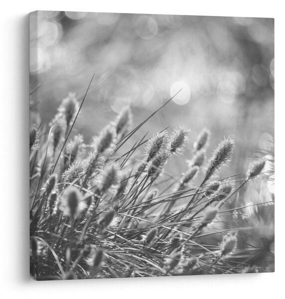 Obraz - Béžová soft grass N⁰1 (30x30 cm)