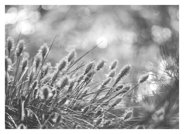 Obraz - Béžová soft grass N⁰1 (70x50 cm)