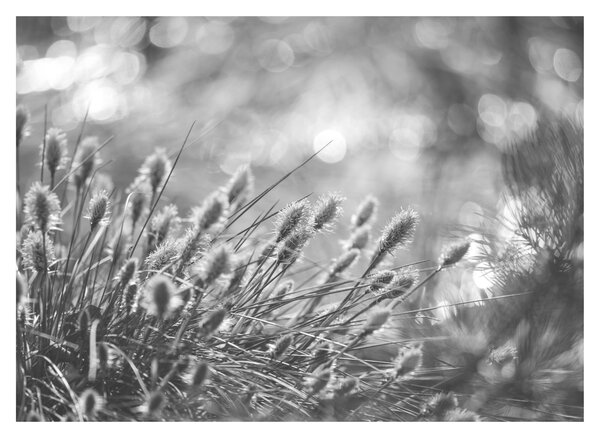 Skleněný obraz - Béžová soft grass N⁰1 (70x50 cm)