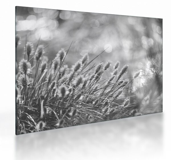Skleněný obraz - Béžová soft grass N⁰1 (70x50 cm)