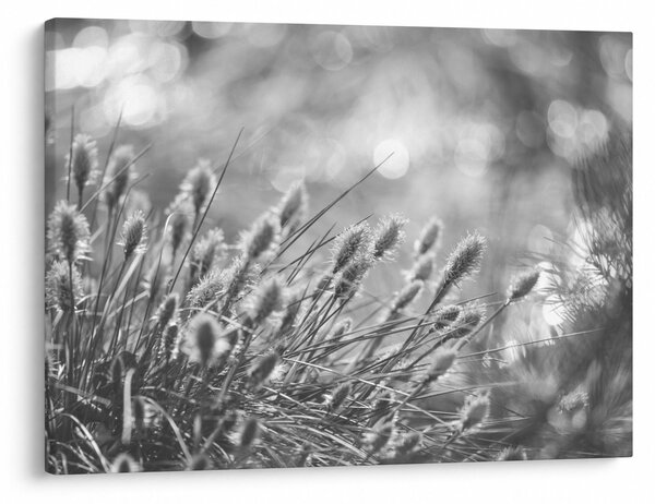 Obraz - Béžová soft grass N⁰1 (70x50 cm)