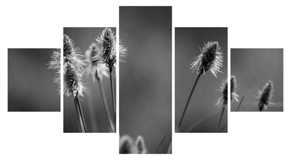 Obraz - Béžová soft grass N⁰2 (125x70 cm)